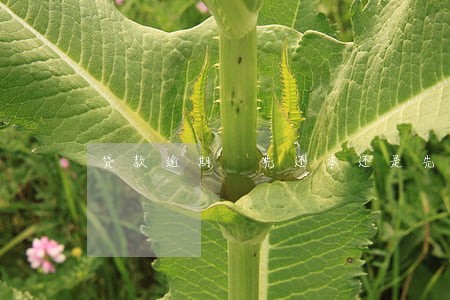 贷款逾期 先还本还是先还息 贷款逾期 先还本还是先还息
